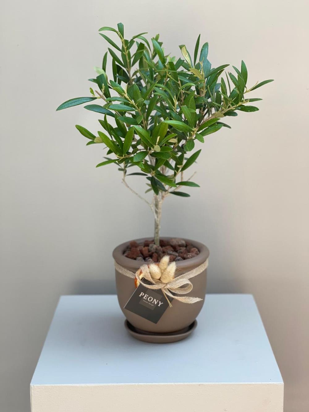 Zeytin Bonsai Ağacı